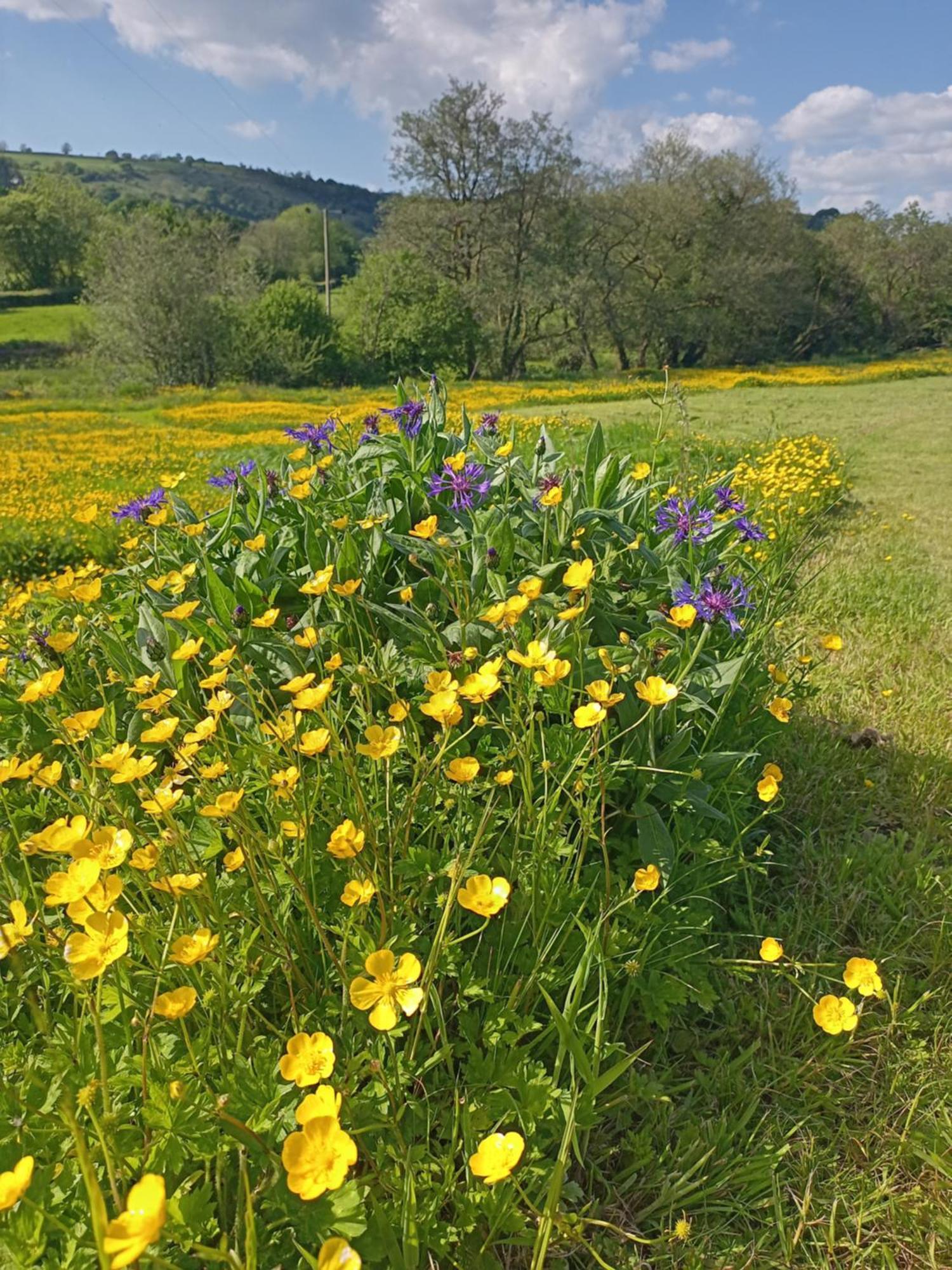 Oak Tree Farm Hotel Llanfynydd ภายนอก รูปภาพ